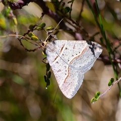 Antasia flavicapitata (Yellow-headed Heath Moth) at Mount Clear, ACT - 24 Oct 2024 by DPRees125