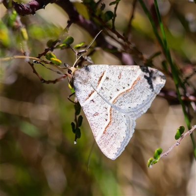 Antasia flavicapitata (Yellow-headed Heath Moth (Oenochrominae)) at Mount Clear, ACT - 24 Oct 2024 by DPRees125
