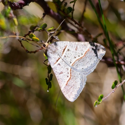 Antasia flavicapitata (Yellow-headed Heath Moth) at Mount Clear, ACT - 24 Oct 2024 by DPRees125