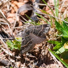 Antasia flavicapitata at Mount Clear, ACT - 24 Oct 2024