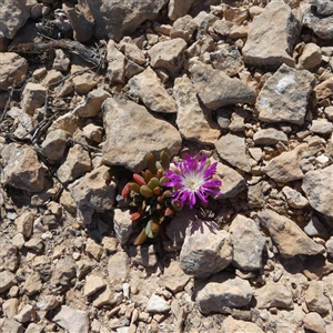 Unidentified Other Wildflower or Herb at Nullarbor, SA by Paul4K