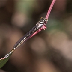 Austroagrion watsoni (Eastern Billabongfly) at Latham, ACT - 24 Oct 2024 by AlisonMilton