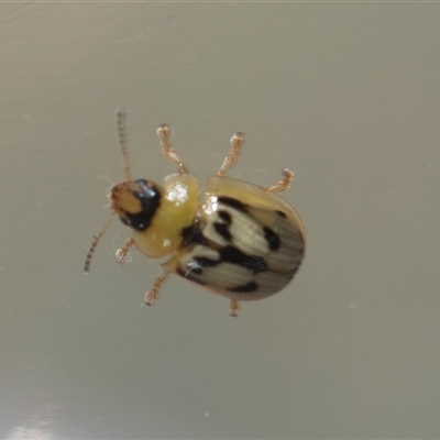 Peltoschema hamadryas (Hamadryas leaf beetle) at Macgregor, ACT - 24 Oct 2024 by AlisonMilton