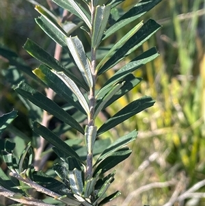 Banksia marginata at Bendoura, NSW - 9 Sep 2024 03:53 PM