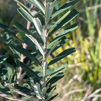 Banksia marginata (Silver Banksia) at Bendoura, NSW - 9 Sep 2024 by JaneR