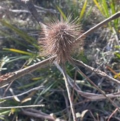 Banksia marginata at Bendoura, NSW - 9 Sep 2024 03:53 PM