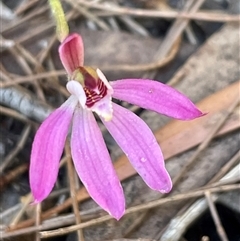 Caladenia carnea at Freycinet, TAS - 24 Oct 2024 by Clarel