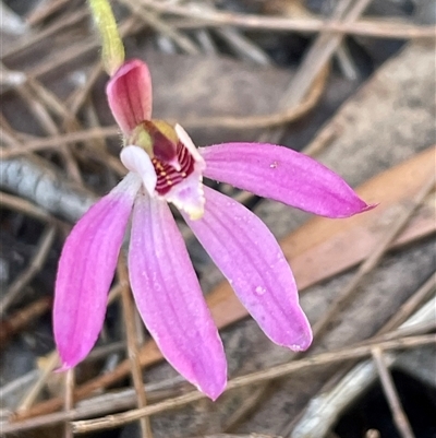 Caladenia carnea at Freycinet, TAS - 24 Oct 2024 by Clarel