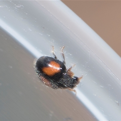 Diomus notescens (Little two-spotted ladybird) at Macgregor, ACT - 24 Oct 2024 by AlisonMilton