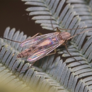 Chironomidae (family) at Macgregor, ACT - 24 Oct 2024 09:25 AM