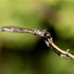 Leptogaster sp. (genus) (Robber fly) at Higgins, ACT - 15 Oct 2024 by AlisonMilton