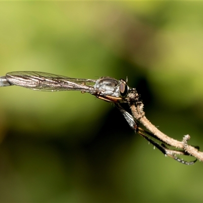 Leptogaster sp. (genus) (Robber fly) at Higgins, ACT - 15 Oct 2024 by AlisonMilton