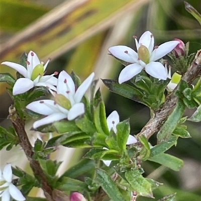 Rhytidosporum procumbens (White Marianth) at Bendoura, NSW - 9 Sep 2024 by JaneR