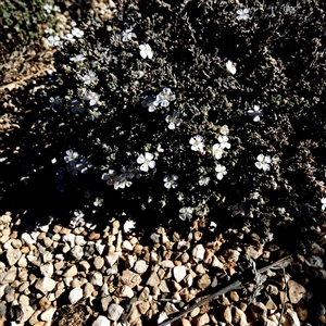 Unidentified Other Wildflower or Herb at Nullarbor, SA by Paul4K