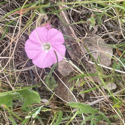 Convolvulus angustissimus subsp. angustissimus (Australian Bindweed) at Gunning, NSW - 23 Oct 2024 by JaneR