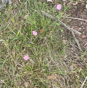 Convolvulus angustissimus subsp. angustissimus at Gunning, NSW - 23 Oct 2024 02:18 PM