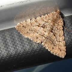 Diatenes igneipicta (an Erebidae Moth) at Nullarbor, SA - 18 Sep 2024 by Paul4K