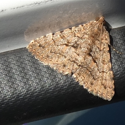 Diatenes igneipicta (an Erebidae Moth) at Nullarbor, SA - 18 Sep 2024 by Paul4K