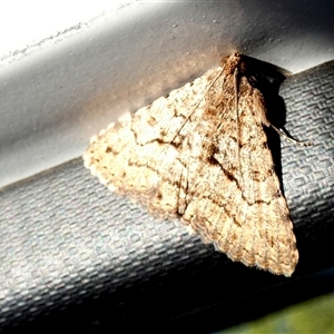 Diatenes igneipicta at Nullarbor, SA - 18 Sep 2024 09:33 AM