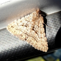 Diatenes igneipicta at Nullarbor, SA - 18 Sep 2024 09:33 AM