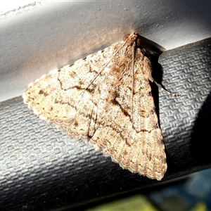 Diatenes igneipicta at Nullarbor, SA - 18 Sep 2024 09:33 AM