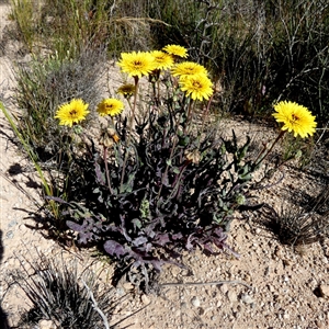 Sonchus sp. at Yalata, SA by Paul4K