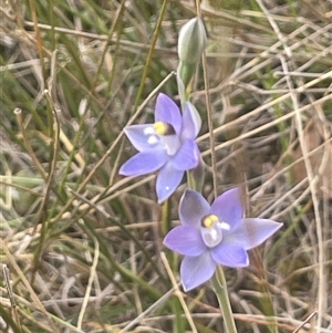 Thelymitra sp. at Gunning, NSW - suppressed