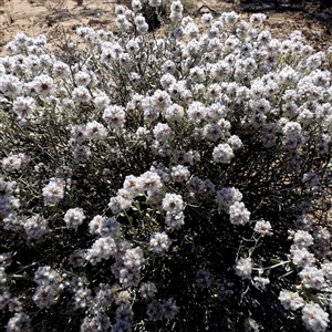 Ptilotus obovatus at Yalata, SA by Paul4K