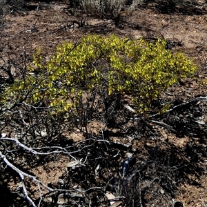 Dodonaea sp. at Yalata, SA by Paul4K