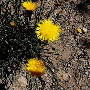 Podolepis jaceoides at Coorabie, SA by Paul4K