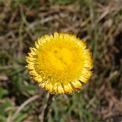 Coronidium scorpioides (Button Everlasting) at Gundary, NSW - 20 Oct 2024 by RobG1