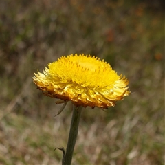 Coronidium scorpioides at Gundary, NSW - suppressed