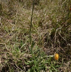 Coronidium scorpioides at Gundary, NSW - suppressed