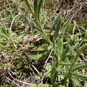 Coronidium scorpioides at Gundary, NSW - 20 Oct 2024