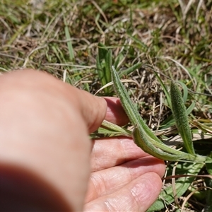 Coronidium scorpioides at Gundary, NSW - suppressed