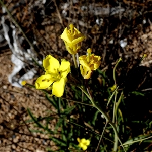 Unidentified Other Wildflower or Herb at Coorabie, SA by Paul4K