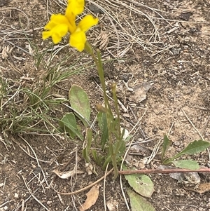 Goodenia pinnatifida at Gunning, NSW - 23 Oct 2024 01:49 PM