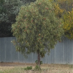 Santalum acuminatum (Quandong) at Minnipa, SA - 19 Sep 2024 by Paul4K