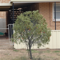 Santalum acuminatum at Minnipa, SA - suppressed