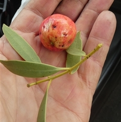 Santalum acuminatum at Minnipa, SA - suppressed