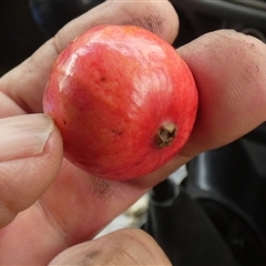 Santalum acuminatum at Minnipa, SA - suppressed