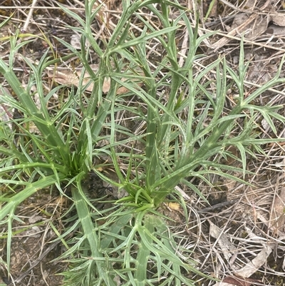 Eryngium ovinum (Blue Devil) at Gunning, NSW - 23 Oct 2024 by JaneR