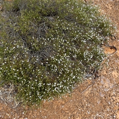 Westringia rigida at Kyancutta, SA - 19 Sep 2024 10:39 AM