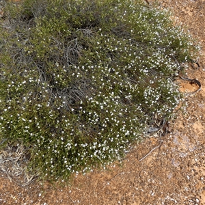 Westringia rigida at Kyancutta, SA - 19 Sep 2024 10:39 AM