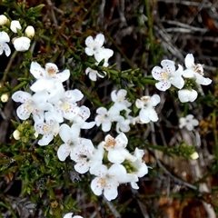 Westringia rigida at Kyancutta, SA - 19 Sep 2024 10:39 AM