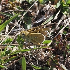 Trapezites luteus (Yellow Ochre, Rare White-spot Skipper) at Theodore, ACT - 9 Oct 2024 by RAllen