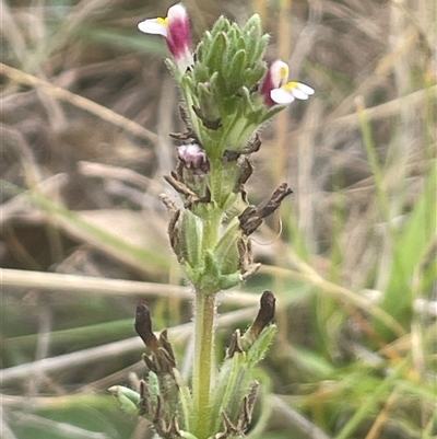 Parentucellia latifolia (Red Bartsia) at Gunning, NSW - 23 Oct 2024 by JaneR