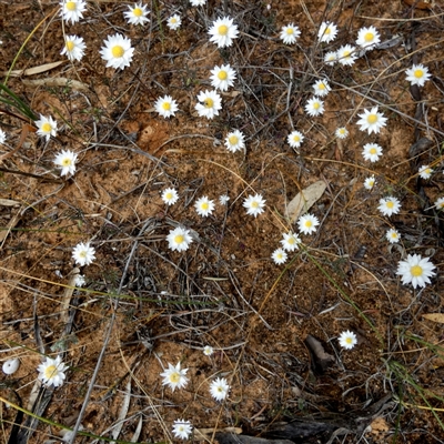 Rhodanthe stuartiana (Clay Everlasting) at Kyancutta, SA - 19 Sep 2024 by Paul4K