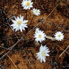 Rhodanthe stuartiana at Kyancutta, SA - 19 Sep 2024 10:40 AM