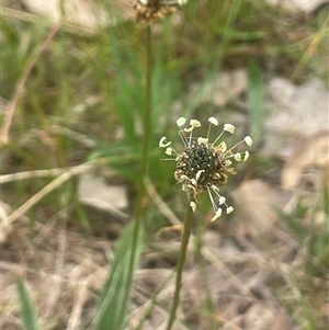 Plantago lanceolata at Gunning, NSW - 23 Oct 2024 02:26 PM